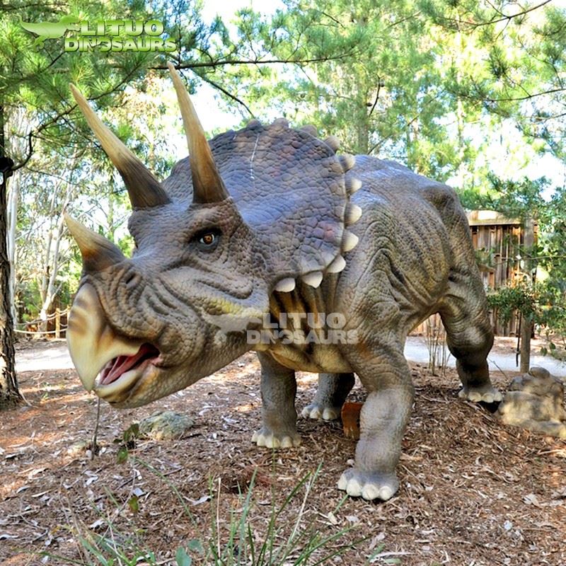 highly restored Animatronic Triceratops