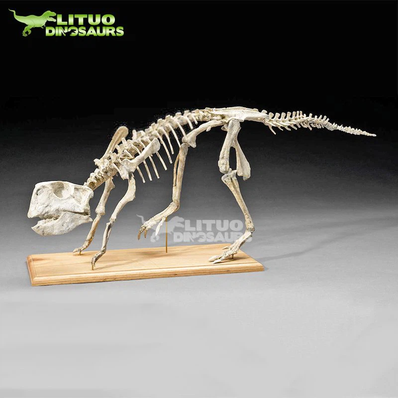 1 Psittacosaurus Skeleton(001)