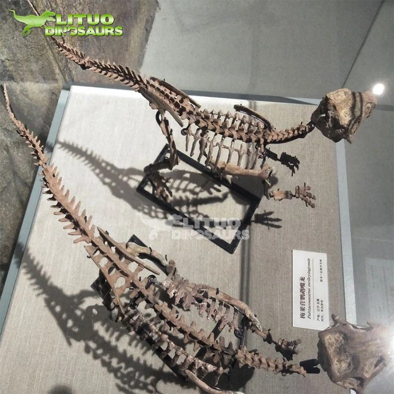 2Fossil Museum Psittacosaurus(001)