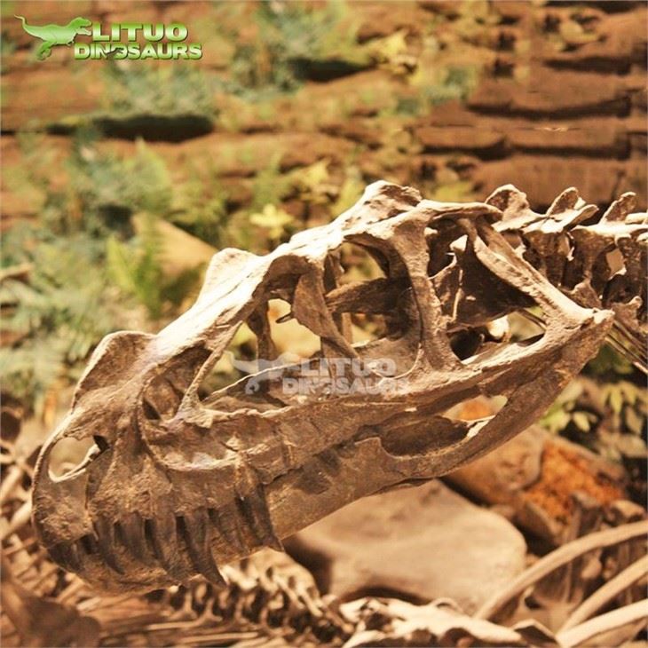 4Life Size Ceratosaurus Skeleton(001)