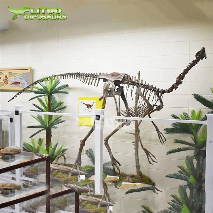 3Ornithomimus Skeleton Imitation Dinosaur Fossil(001)