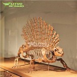 Life Size Plastic Human Torso Cat Dog Fetal Skeleton