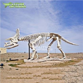 Full Size Fiberglass Realistic Triceratops Skeleton